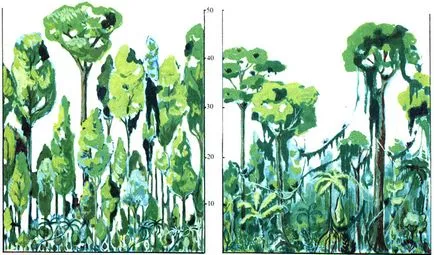 A növényzet esőerdő 1982 Fukarek f, g Müller, Schuster P