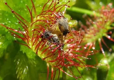 Planta care mănâncă muștele - Blog Maksima Obuhova