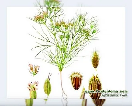 köménymagot növény (fotó) használatára, tulajdonságaira és a növekvő, a helyszínen a kertben, ház és a szobanövények