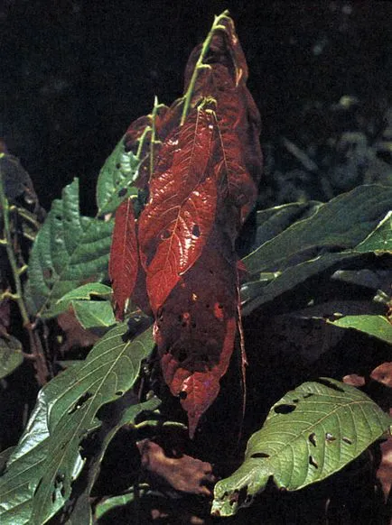 Vegetatia rainforest 1982 fukarek f, g Müller, Schuster P