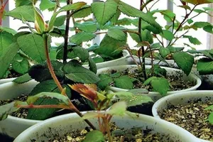 Roses semințe din China cum să crească în casă, în special de plantare și întreținere