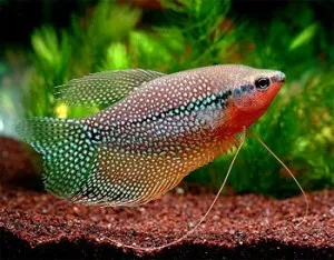 Gourami риба грижи и поддръжка в домашни условия