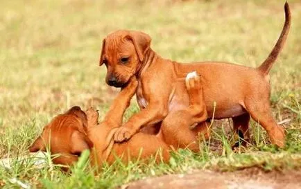 fotografie Ridgeback Rhodesian, caracteristicile rasa și descriere, preț în Ucraina