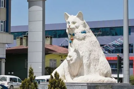 Pisica de lux Armene din Turcia - Cat Lacul Van