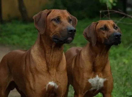 Rhodesian Ridgeback kutya fotó, vásárlás, videó, ár