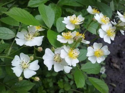 Rosa chinensis „aripi de înger“ - cultivarea semințelor în trepte