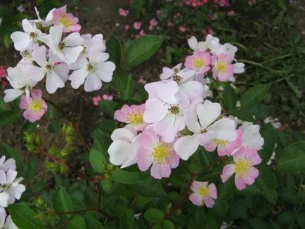 Rosa Chinensis 