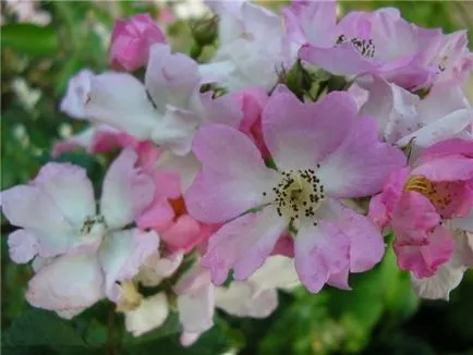 Rosa Chinensis 