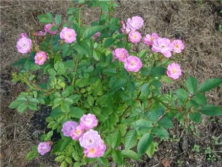 Rosa chinensis „aripi de înger“ - cultivarea semințelor în trepte