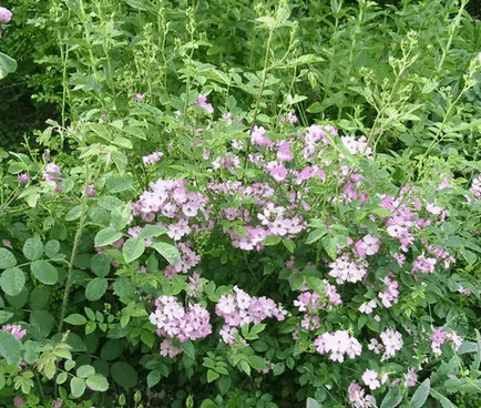 Roses magról, gyönyörű ötletek a kertben