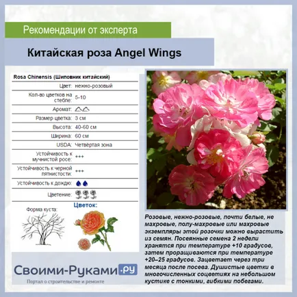 Rosa chinensis „aripi de înger“ - cultivarea semințelor în trepte