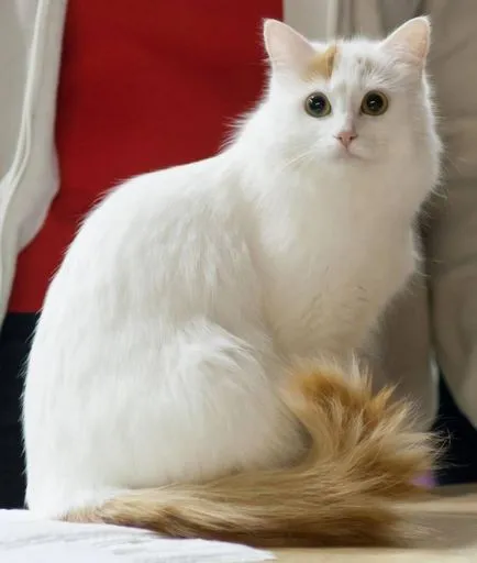 Луксозен котка арменски от Турция - Cat езерото Ван