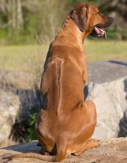 Rhodesian Ridgeback fotó, Fajtajegyei és leírását, árát Ukrajnában