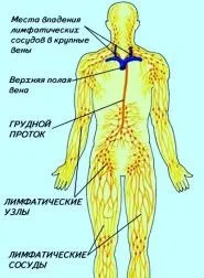 Лімфатична система при онкозахворюваннях (пахвові лімфовузли) Лімфатична система при онкозахворюваннях