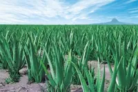 Лікування соком алое (Лікування соком алое) Лікування соком алое