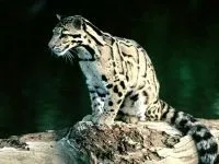 Леопард, леопард (panthera pardus) ареал зовнішній вигляд забарвлення вага розмір голос леопард, середовище проживання