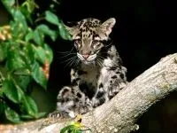 Леопард, леопард (panthera pardus) ареал зовнішній вигляд забарвлення вага розмір голос леопард, середовище проживання