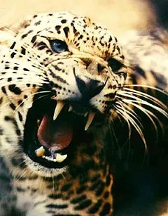 Леопард, леопард (panthera pardus) ареал зовнішній вигляд забарвлення вага розмір голос леопард, середовище проживання