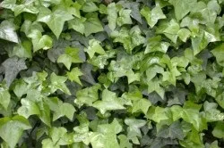 Ліпома на спині причини і лікування (лікування) Ліпома на спині причини і лікування