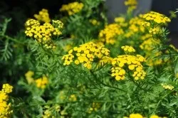 Лікарські трави від глистів у людини визнані офіційно і народні рецепти (офіційно) Лікарські трави від глистів у людини визнані офіційно і народні рецепти