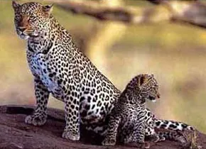 Леопард, леопард (panthera pardus) ареал зовнішній вигляд забарвлення вага розмір голос леопард, середовище проживання