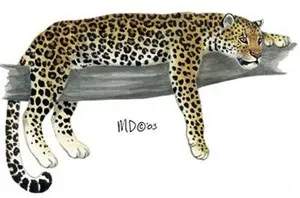 Леопард, леопард (panthera pardus) ареал зовнішній вигляд забарвлення вага розмір голос леопард, середовище проживання