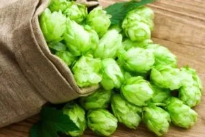 Лікування загину жовчного міхура народними засобами, рецепти (лікування перегин жовчного міхура народними засобами засіб загин) Лікування загину жовчного міхура народними засобами, рецепти