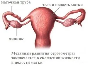 Лікування серозометри в постменопаузі народними засобами (лікування) Лікування серозометри в постменопаузі народними засобами