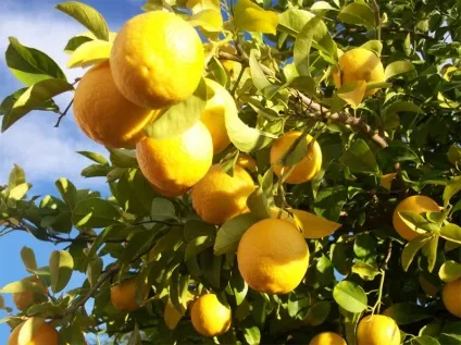 Лимон для волосся рецепти, корисні поради, відгуки (лимон) Лимон для волосся рецепти, корисні поради, відгуки