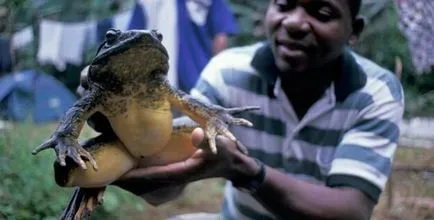 A legnagyobb béka a világon - egy igazi Goliath - topkin, 2017