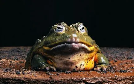 Най-голямата жаба в света - истински Голиат - topkin, 2017