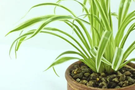 houseplants Majoritatea nepretențioase care purifica aerul