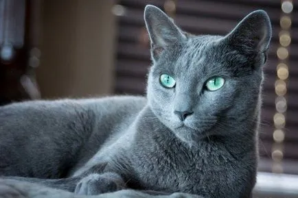Руска синя котка - Порода Описание