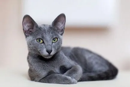 Руска синя котка - Порода Описание