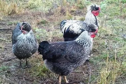 Magyar címeres, sokoldalú fajta csirkék