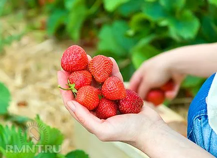 A legédesebb bogyó a területen - nőnek eper