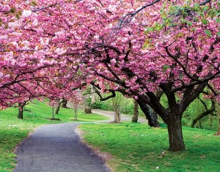 Sakura a belső a lakás