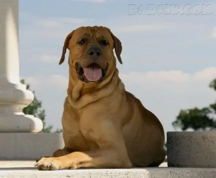 Най-големите породи кучета в света