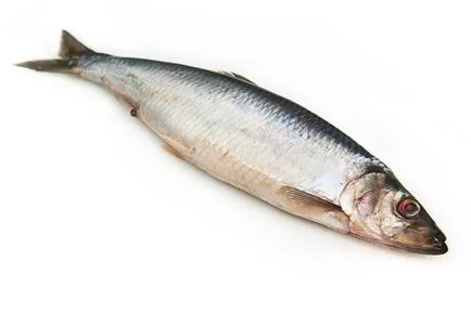 Herring fajok és életmód halak