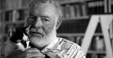 Hat orrú macskák Hemingway