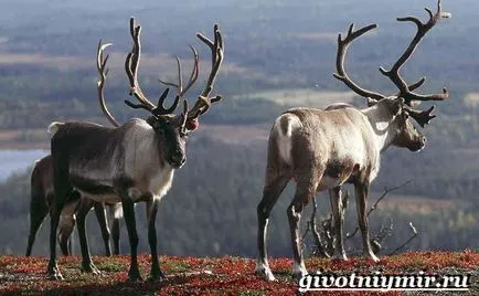 Північний олень (Ягелі недостатньо вітамінів) північний олень