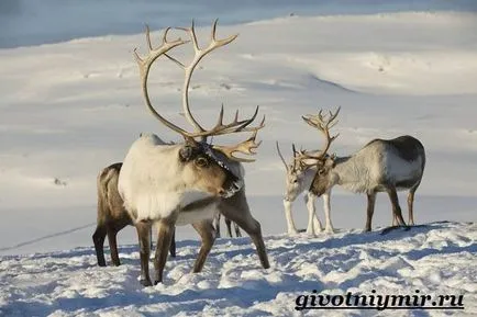 Північний олень (північний олень фото) північний олень