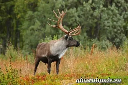 Північний олень (північний) північний олень