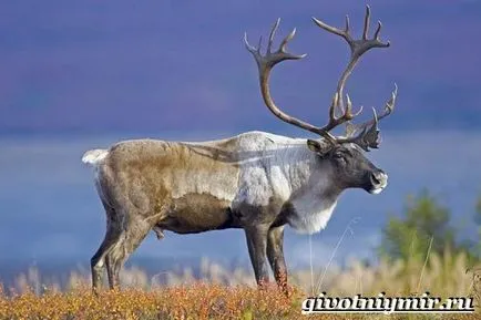 Північний олень (північний) північний олень