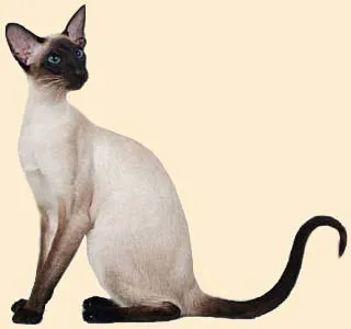 Сиамски котки, породи котки, котка и грижи котка за котки, болестта