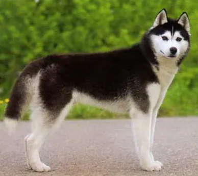 Сибірський хаскі