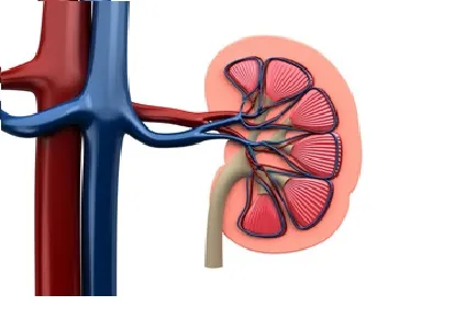 Simptome, tratament și metode de bază de prevenire a nefropatiei metabolice