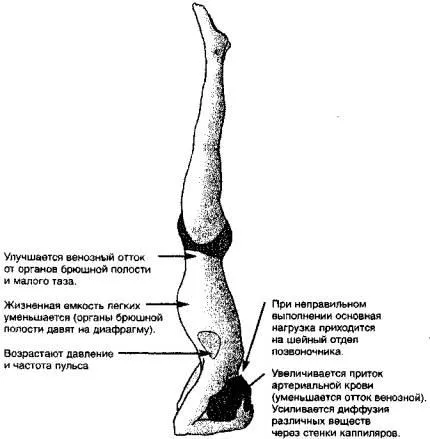 Sirshasana (sirshasana) - как да изпълнявате правилно