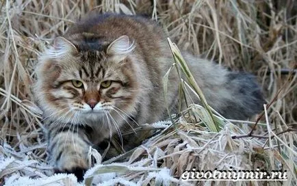 Сибірська кішка