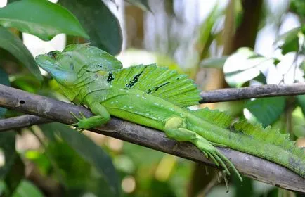 Közös basilisk tartalom, gondoskodás, etetés, fotó és videó